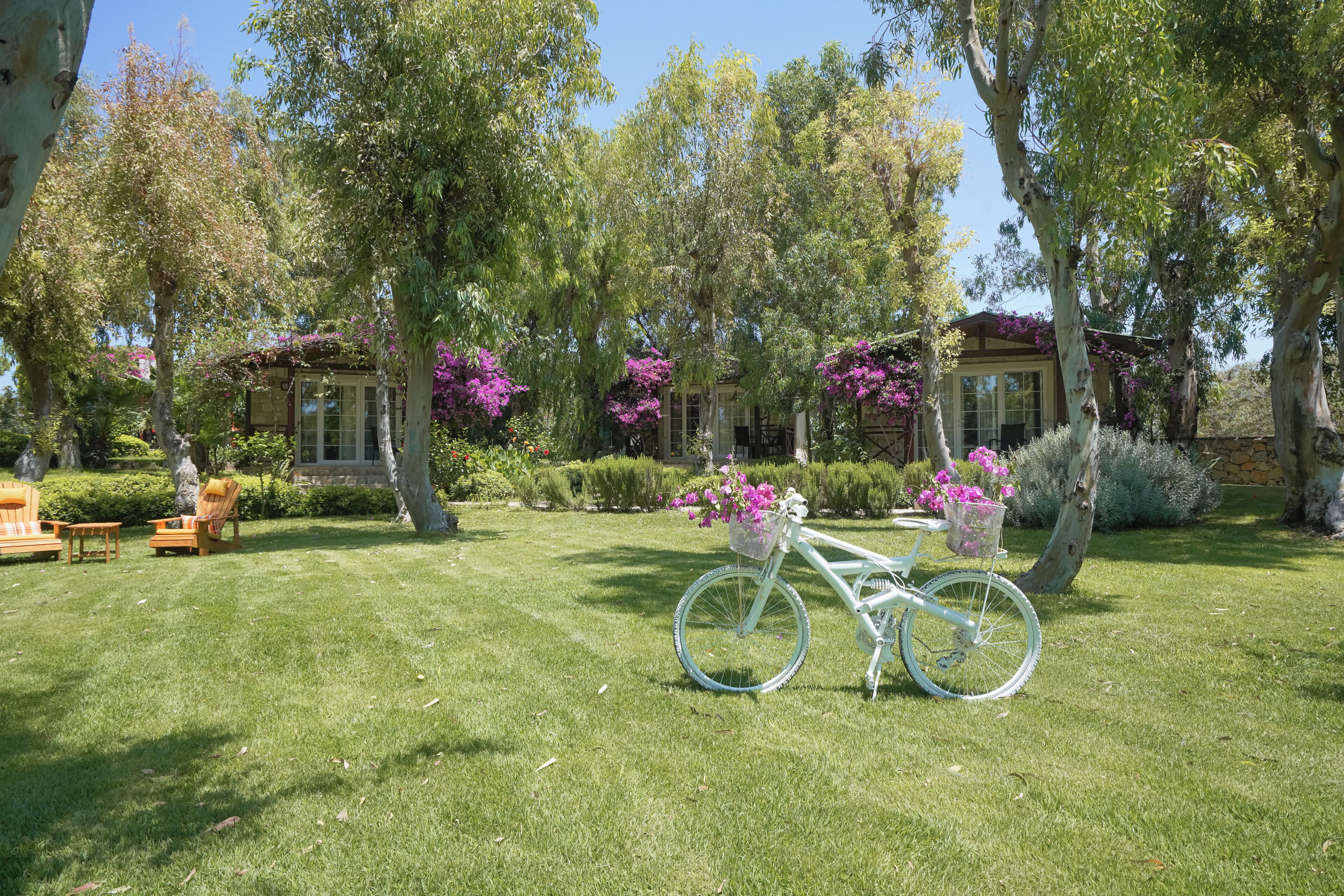 Un jardín bien cuidado con una bicicleta blanca, sillas de madera y una casa con árboles de flores moradas.