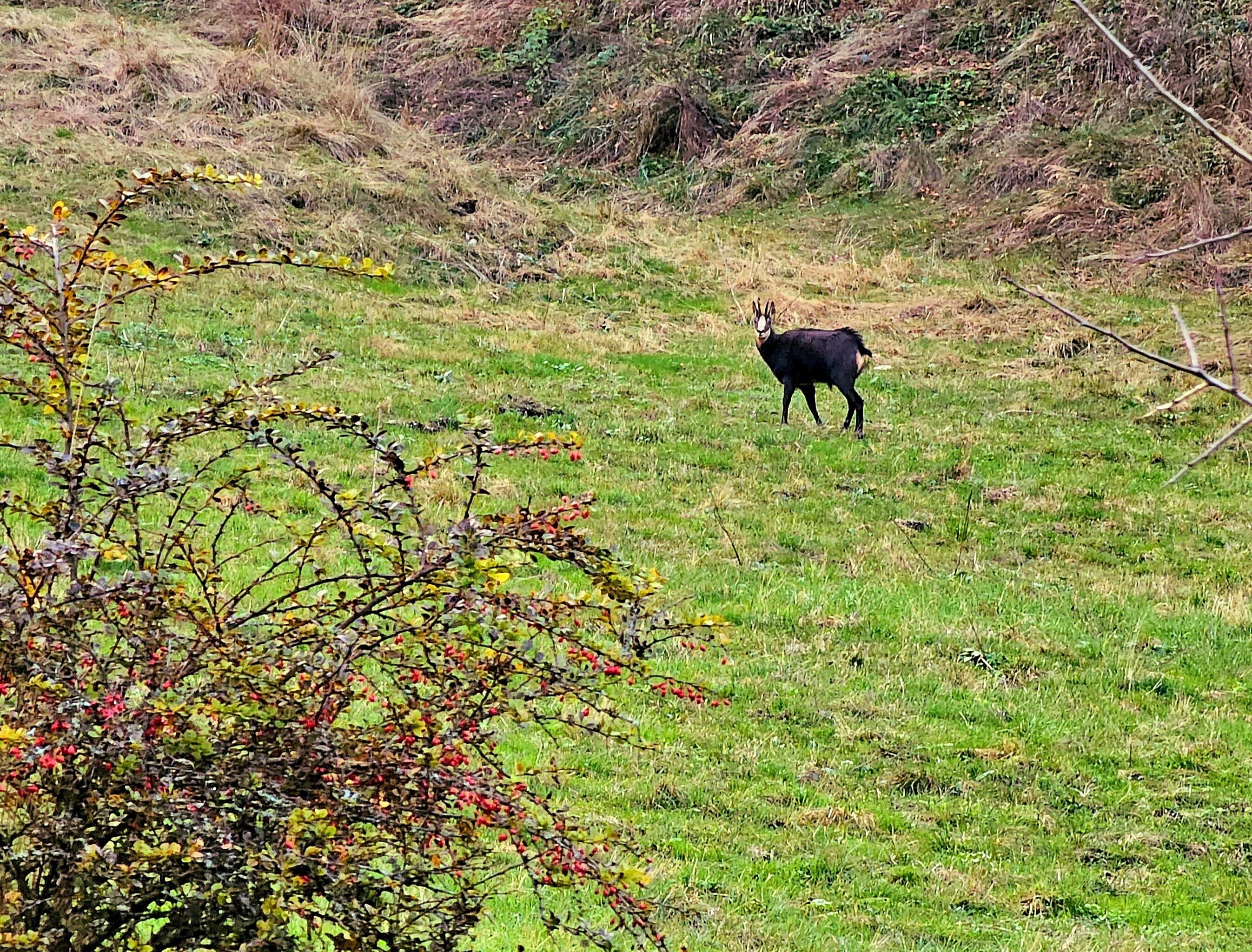 Ein Reh auf einer Wiese mit einem Busch im Vordergrund.