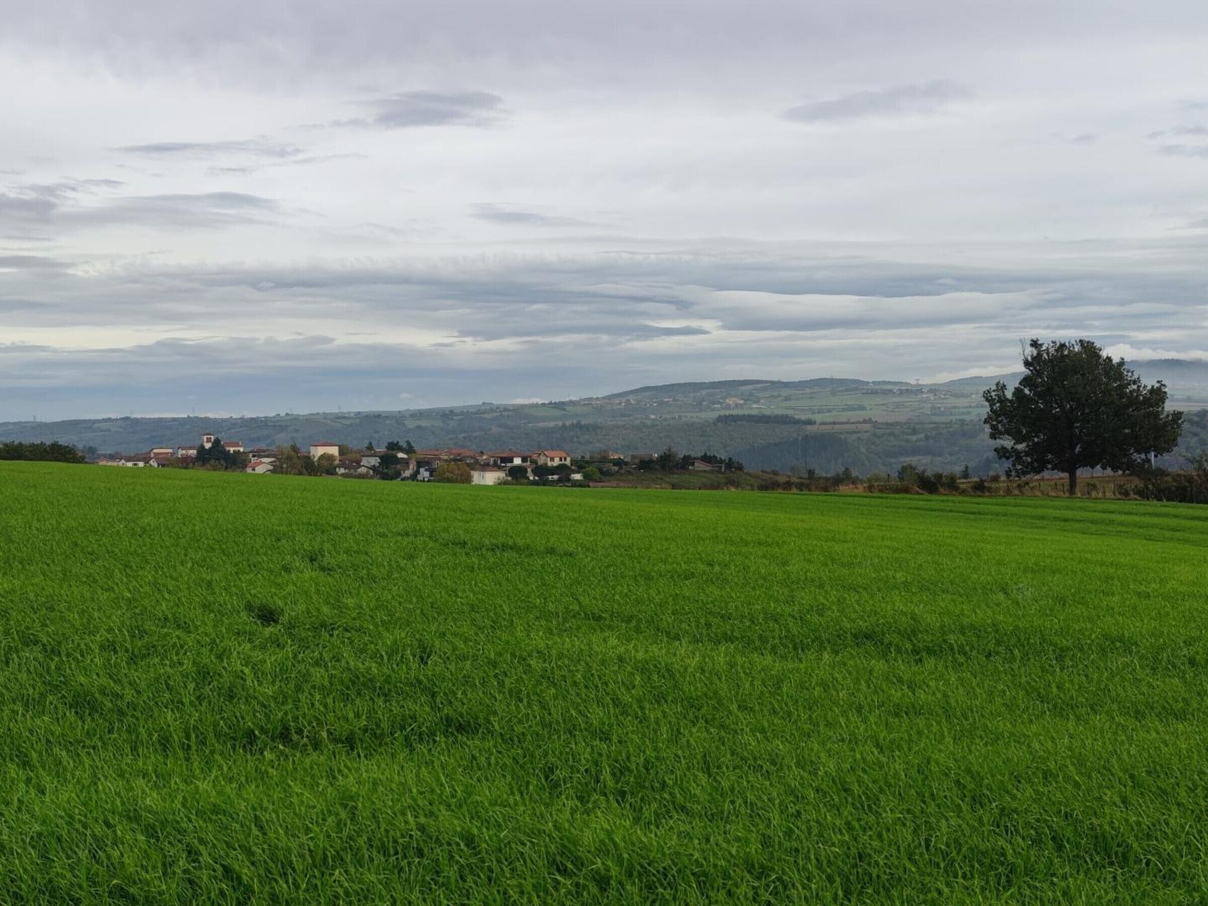 A green field with a village in the background and a tree on the right.