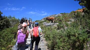 A group of hikers on a rocky trail with a bull in the background.