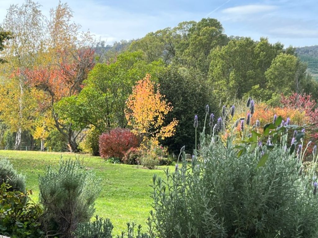 A garden with various trees and shrubs, a grassy lawn, and a clear sky.
