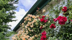 A garden wall with climbing roses in various colors, a white building with a green roof, and a grassy area with a pathway. - Private Country Retreat Taradale Valley Tumbarumba in Snowy Mtns foothills.  (Tumbarumba)