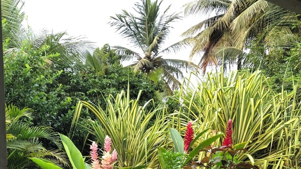 A lush garden with various tropical plants and a palm tree.