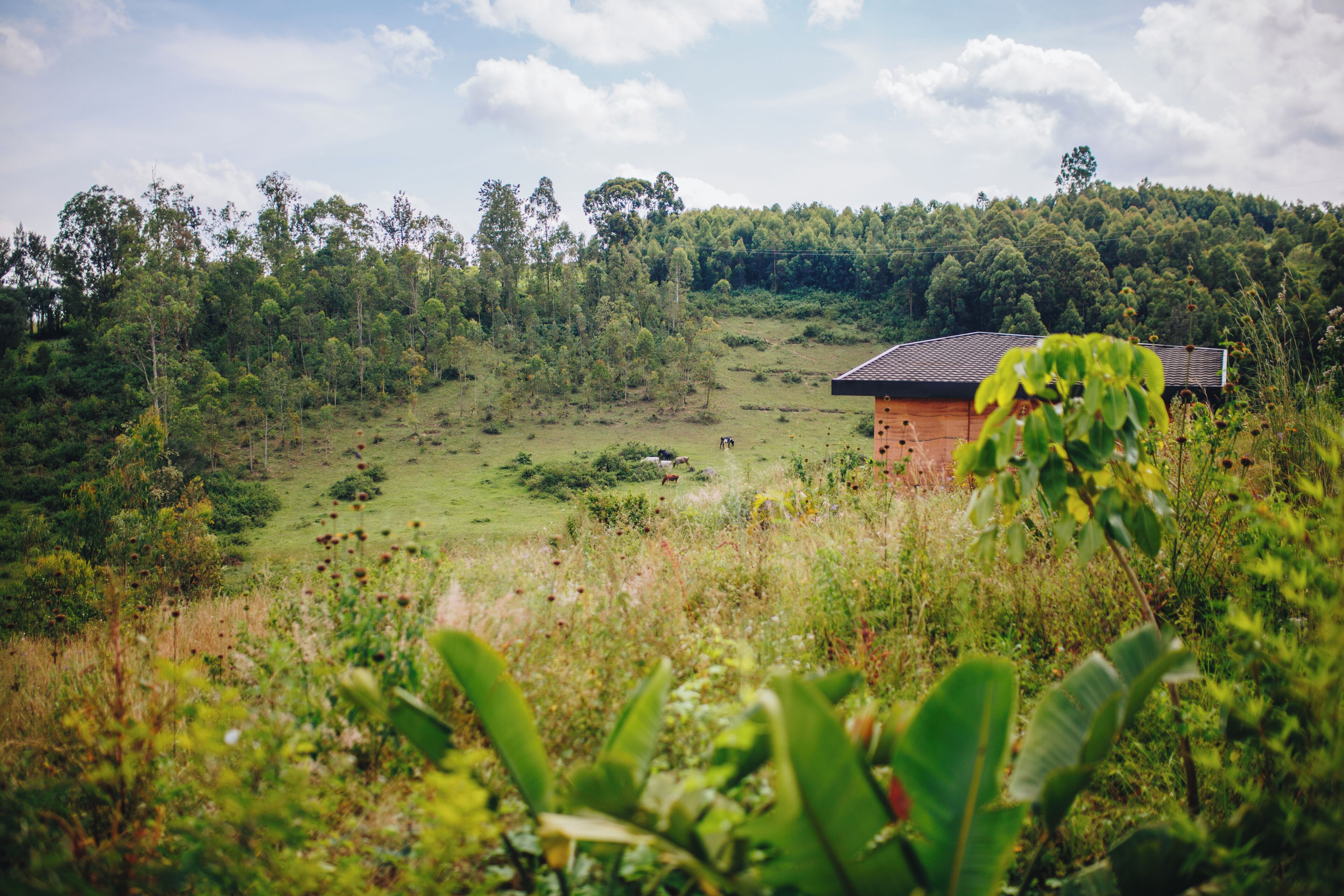 A rural landscape with a wooden house and a field.