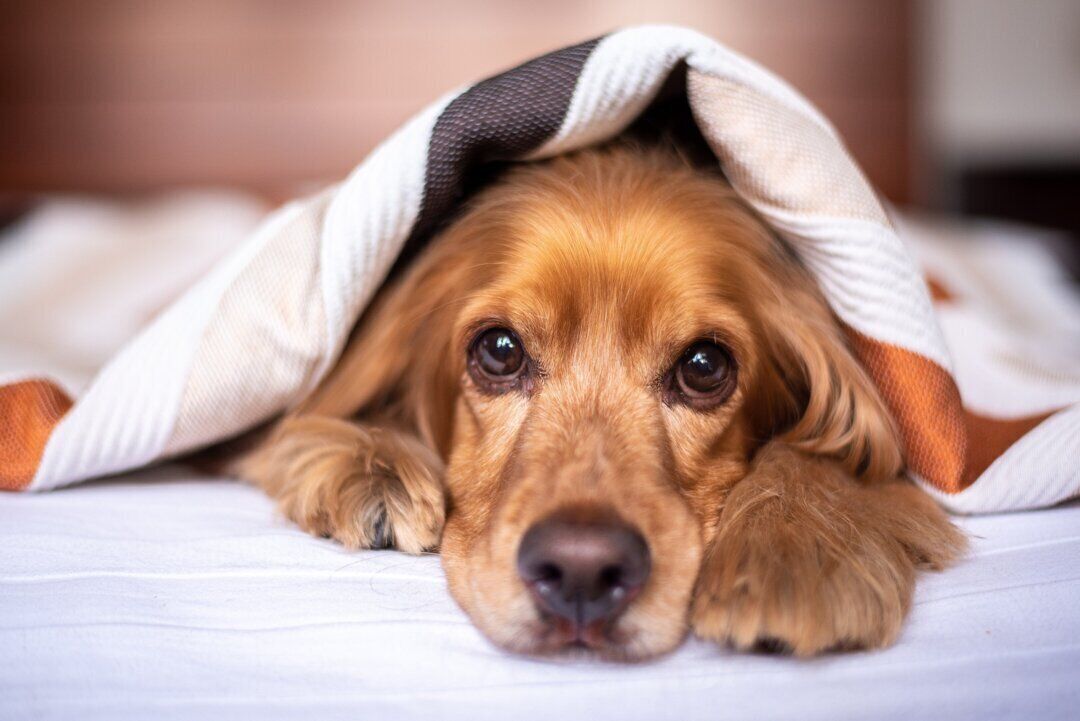 Un cane sotto una coperta su un letto.