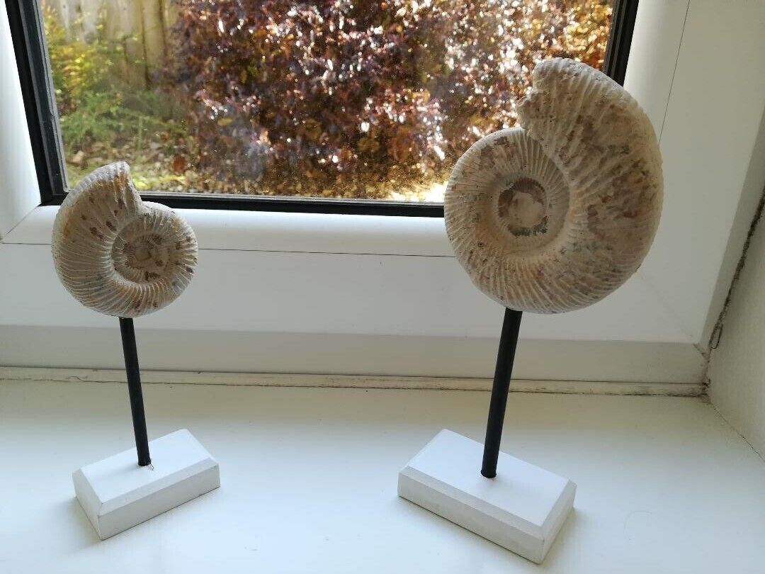 Two fossil displays on white stands by a window with a view of trees.