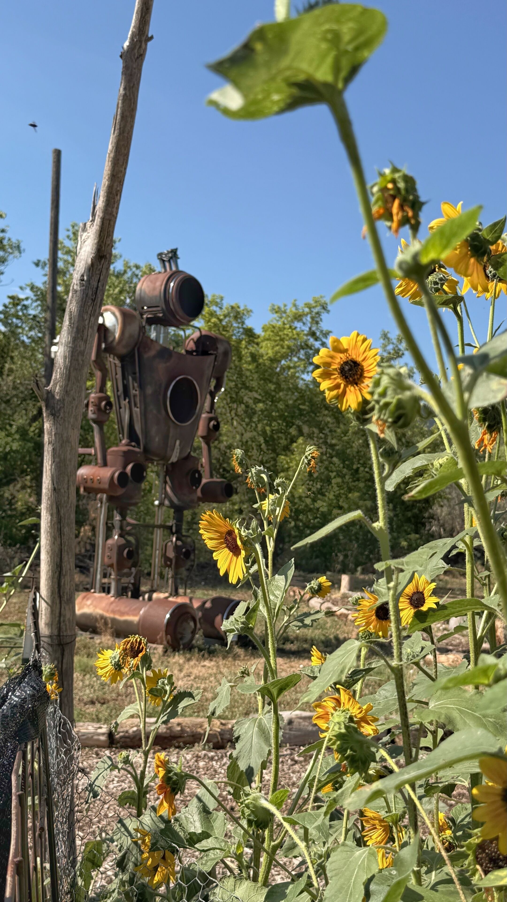 A garden with sunflowers and a large mechanical structure.