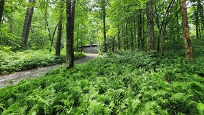 A forest path leading to a rustic cabin with a chimney, surrounded by dense green foliage and ferns. - Fern Hill Cabin - near Dupont State Forest (Brevard)