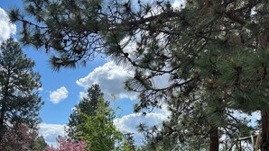Un césped cuidado con un columpio, rodeado de árboles y un cielo despejado.
