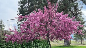 Un árbol con flores rosadas en una zona con césped.