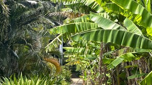 A concrete pathway flanked by lush green foliage and banana plants. - Admired Poipu beach house in a perfect location, now a vacation home! (Koloa)