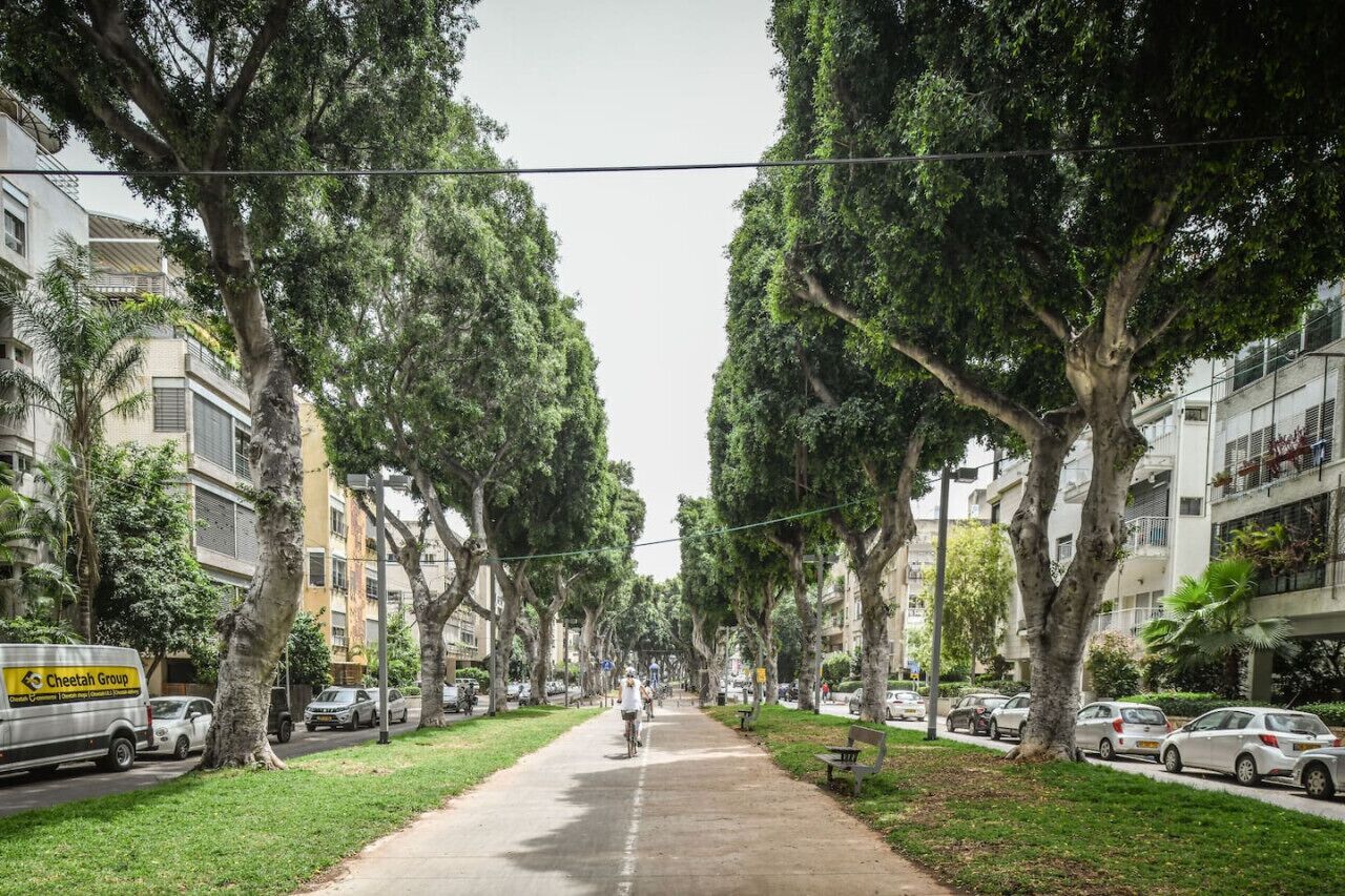 A tree-lined street with parked cars and a person riding a bicycle.