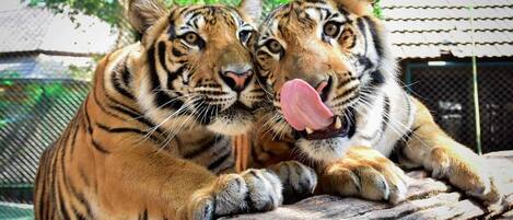 Two tigers in a zoo enclosure with a metal fence and a tiled roof structure in the background.