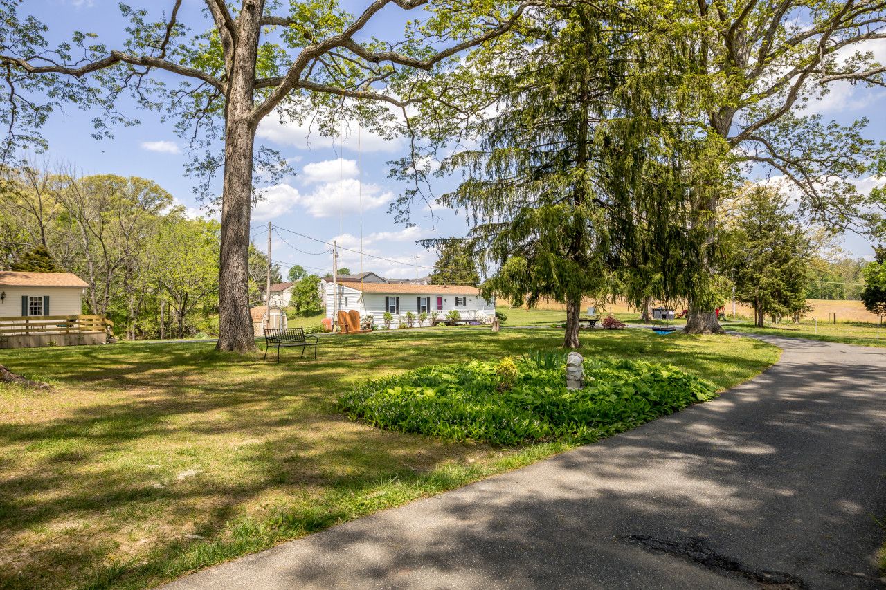 A residential area with a paved driveway, a white house with a red door, and a large tree with hanging branches.