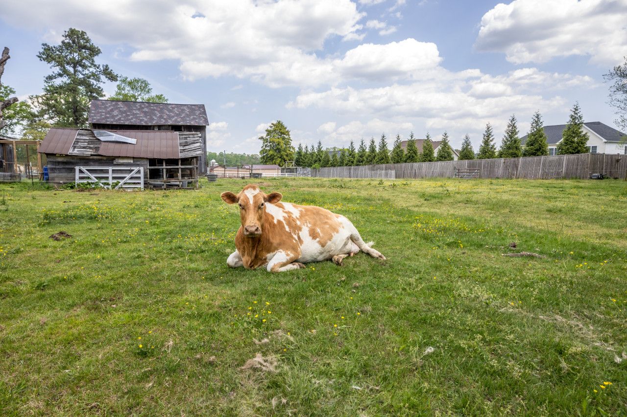 A cow lying on a grassy field with a barn and trees in the background.