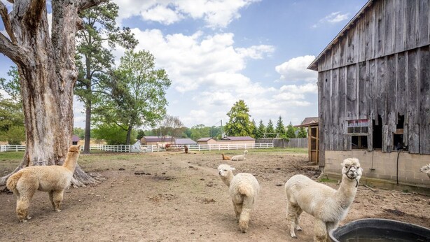 A dirt ground with a large tree, a barn, and a fenced area. - Watch Deer from a Farm Cottage (Bel Air)
