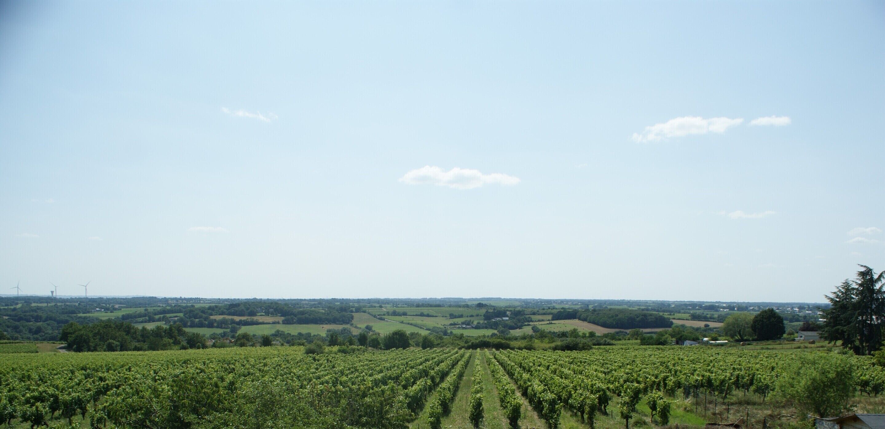 Viñedo con hileras de vides bajo un cielo despejado.