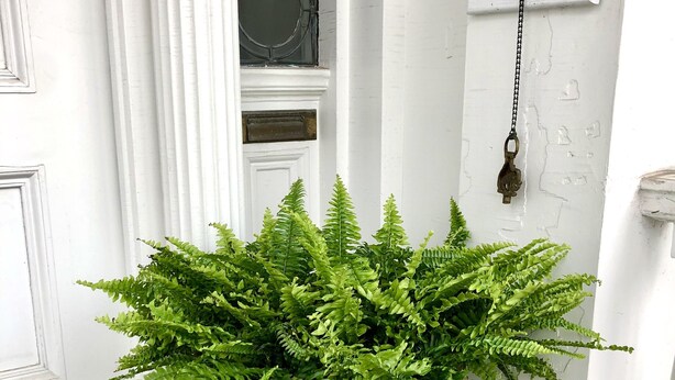 A large green potted plant with fern-like foliage placed at the entrance of a building with white walls and a door. - Historic Geneva Row House near Hobart William Smith Colleges and Linden Street. (Geneva)