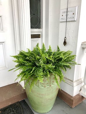 Een grote groene plant in een pot, met varenachtige bladeren, geplaatst bij de ingang van een gebouw met witte muren en een deur.