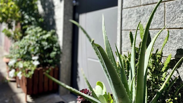 Puutarha, jossa on monenlaisia kasveja, ja etualalla näkyvästi suuri aloe vera -kasvi.
