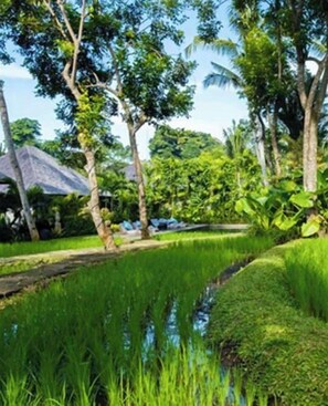 Surrounded by lush green rice paddies and tall trees, this serene landscape offers a peaceful retreat.