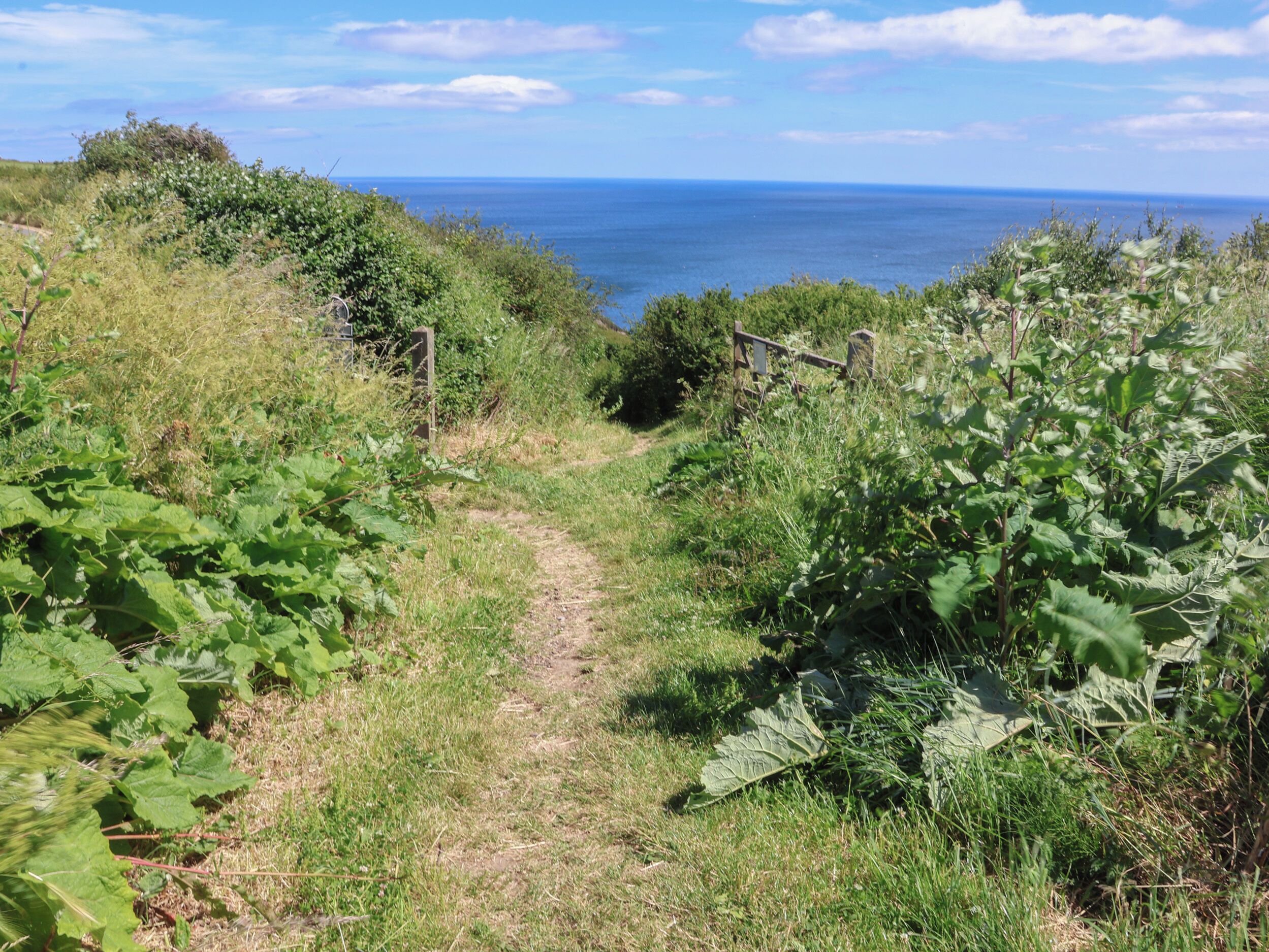 A narrow dirt path leading to a coastal area with dense vegetation on both sides.