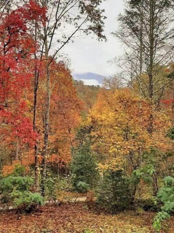 Ein Wald mit Herbstlaub und einem Berg im Hintergrund.
