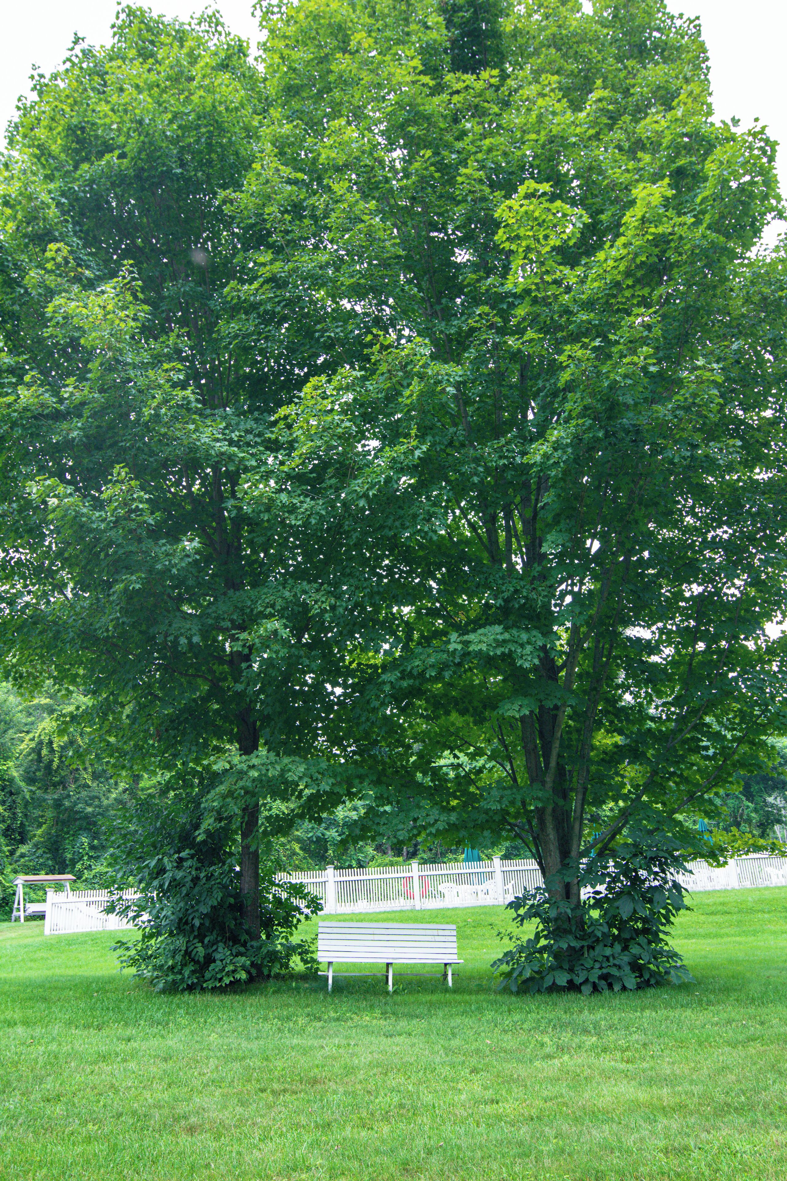 A park with a bench and a large tree.