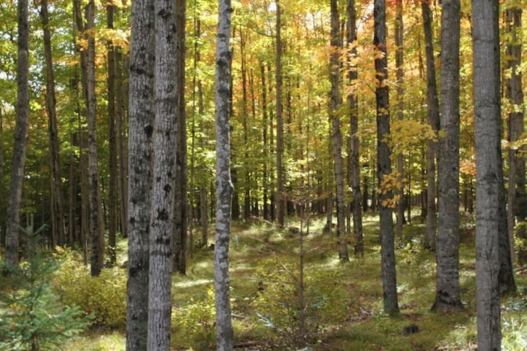 Un bosque denso con árboles altos y el suelo cubierto de follaje verde.