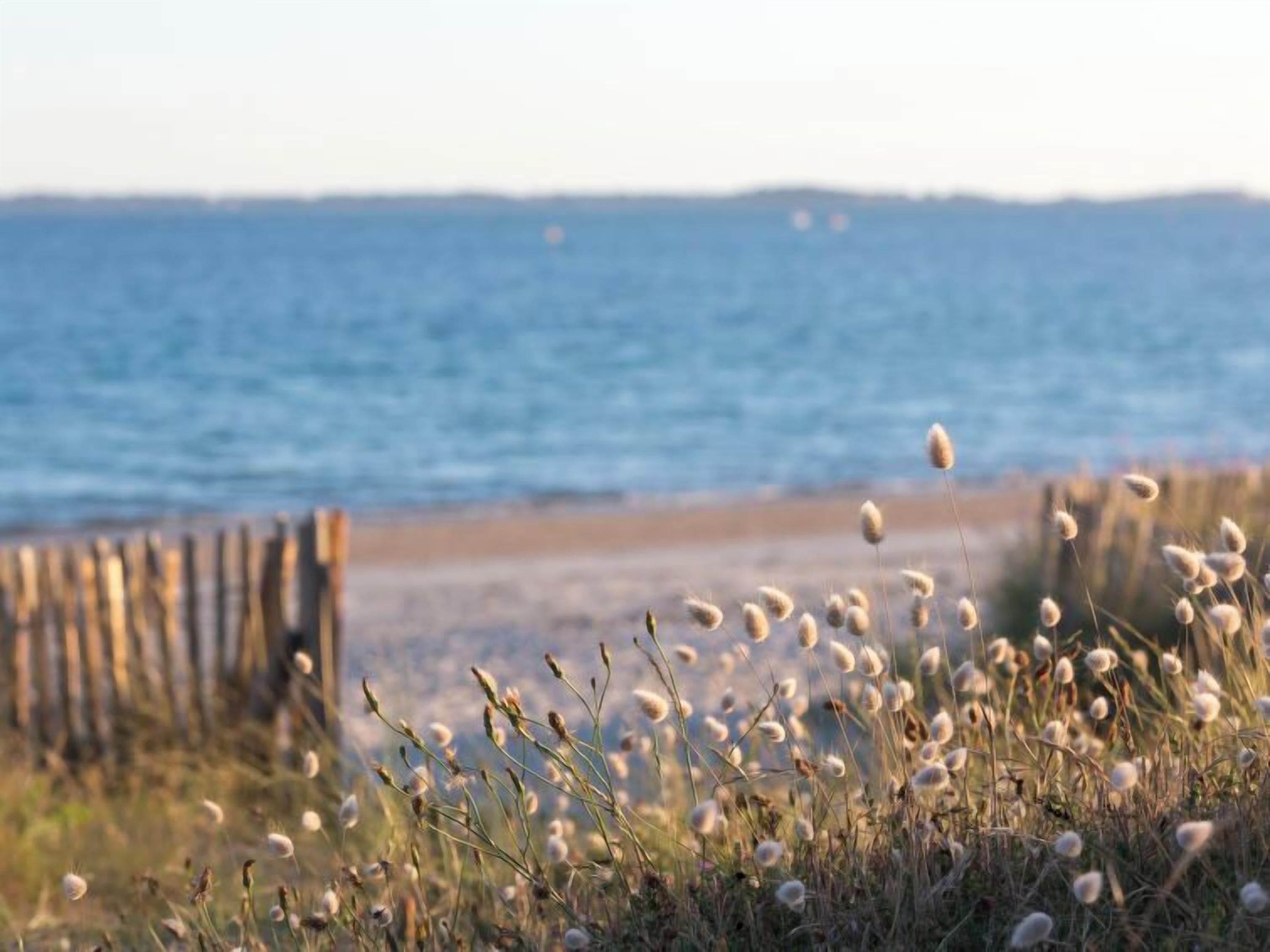 A beach with a wooden fence and tall grasses in the foreground.