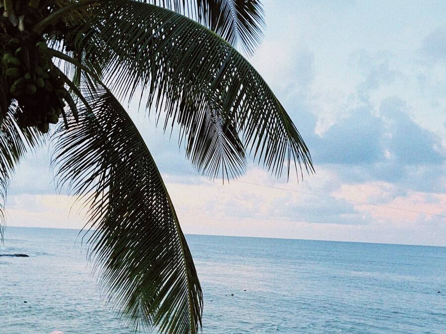 Una playa con una palmera y vista al océano.