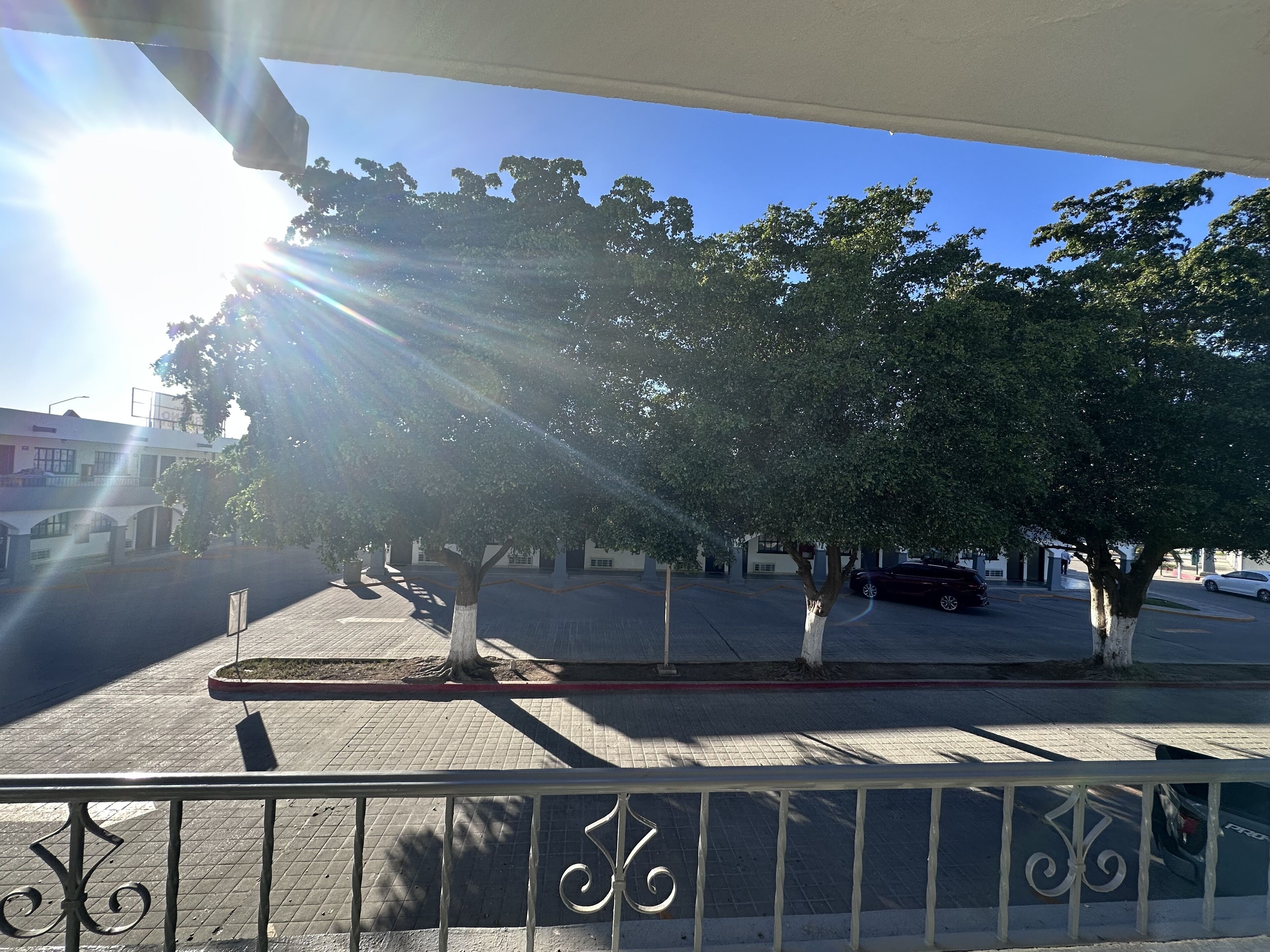A sunny outdoor area with trees, a paved walkway, and parked cars.