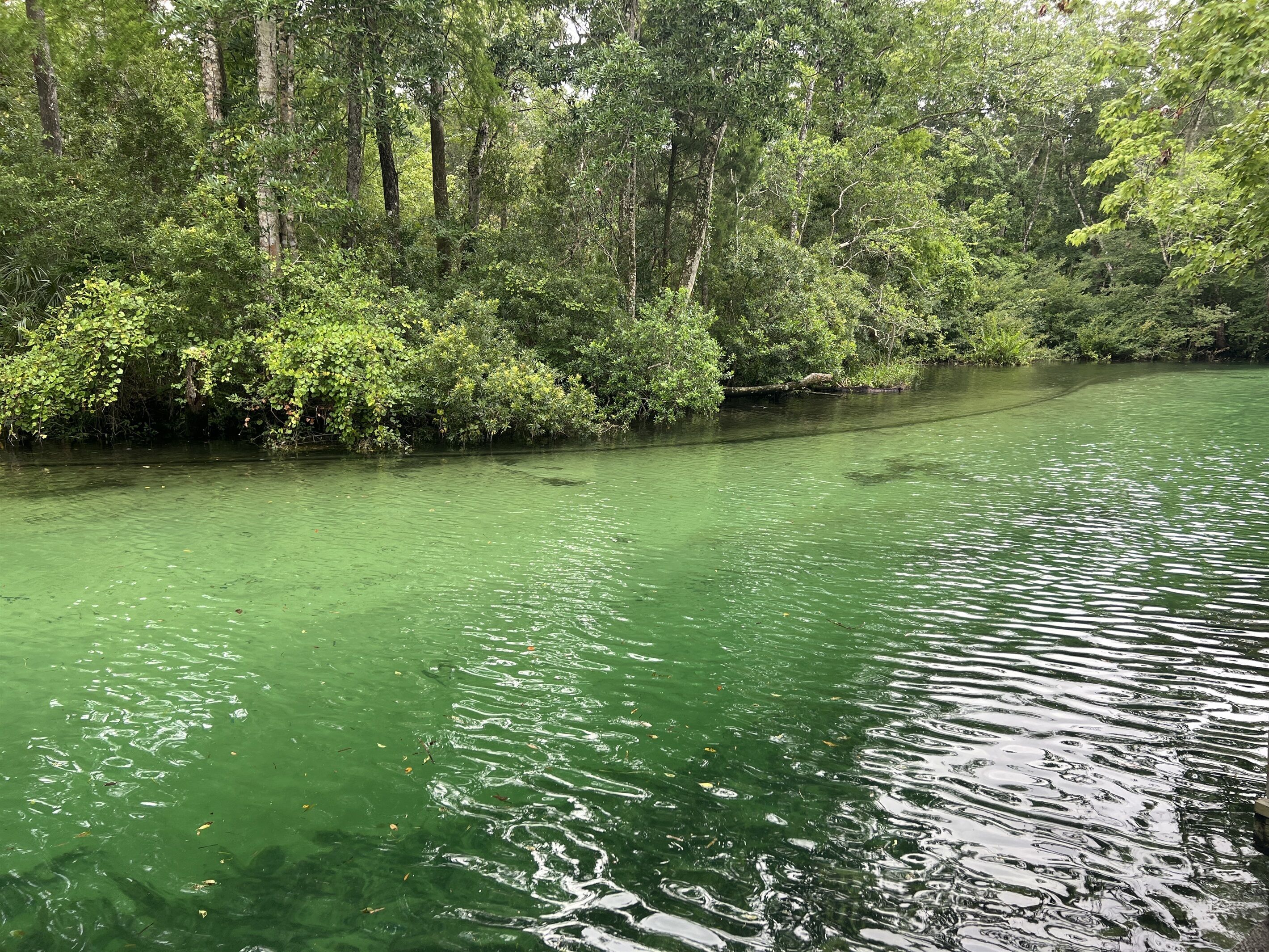 *Newly Renovated!* Weeki Wachee Main River w/ Kayaks