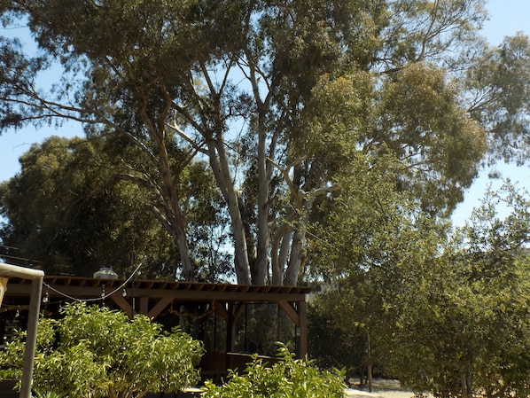 A wooden pergola structure with a view of tall trees and greenery in the background. - HG Glamping (Ensenada)