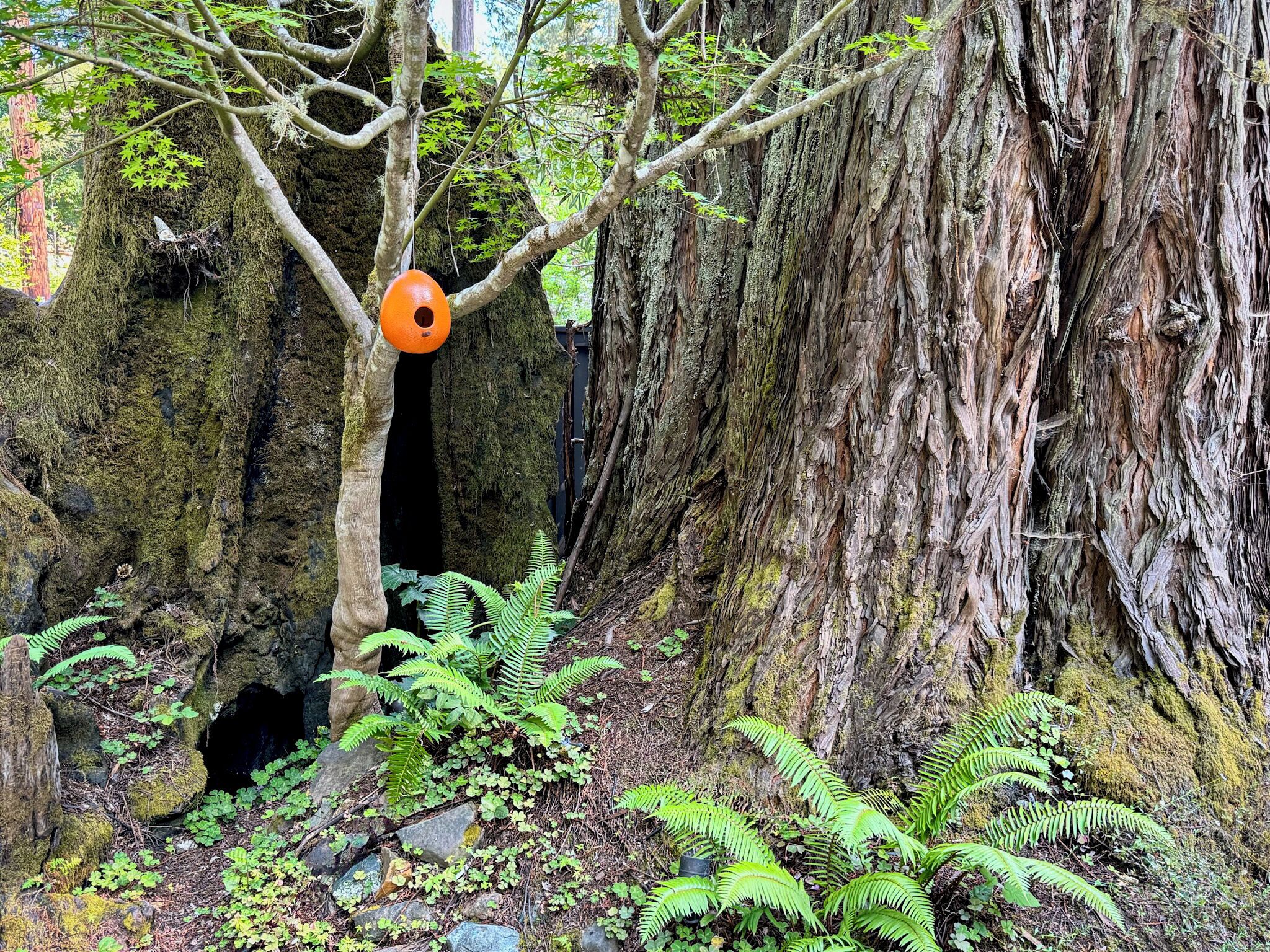 A tree with a bird feeder and a cave entrance.
