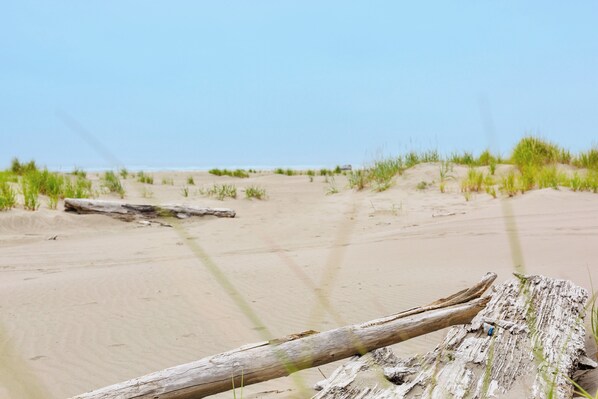 A sandy beach with driftwood and sparse vegetation.