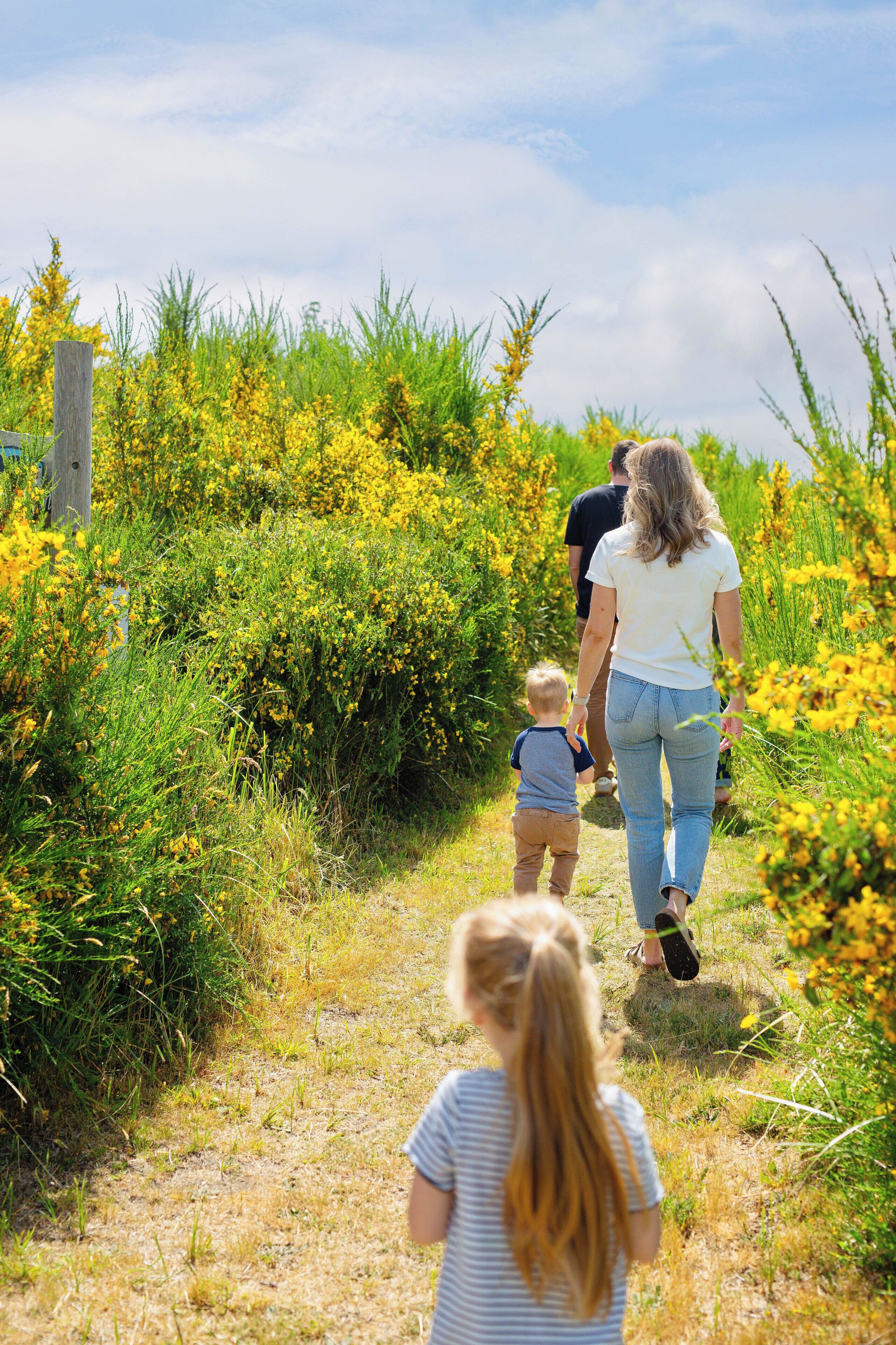 A pathway through a natural area with dense vegetation and yellow flowers.