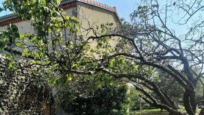Un espace extérieur verdoyant, avec un mur de pierre, un banc et un arbre.