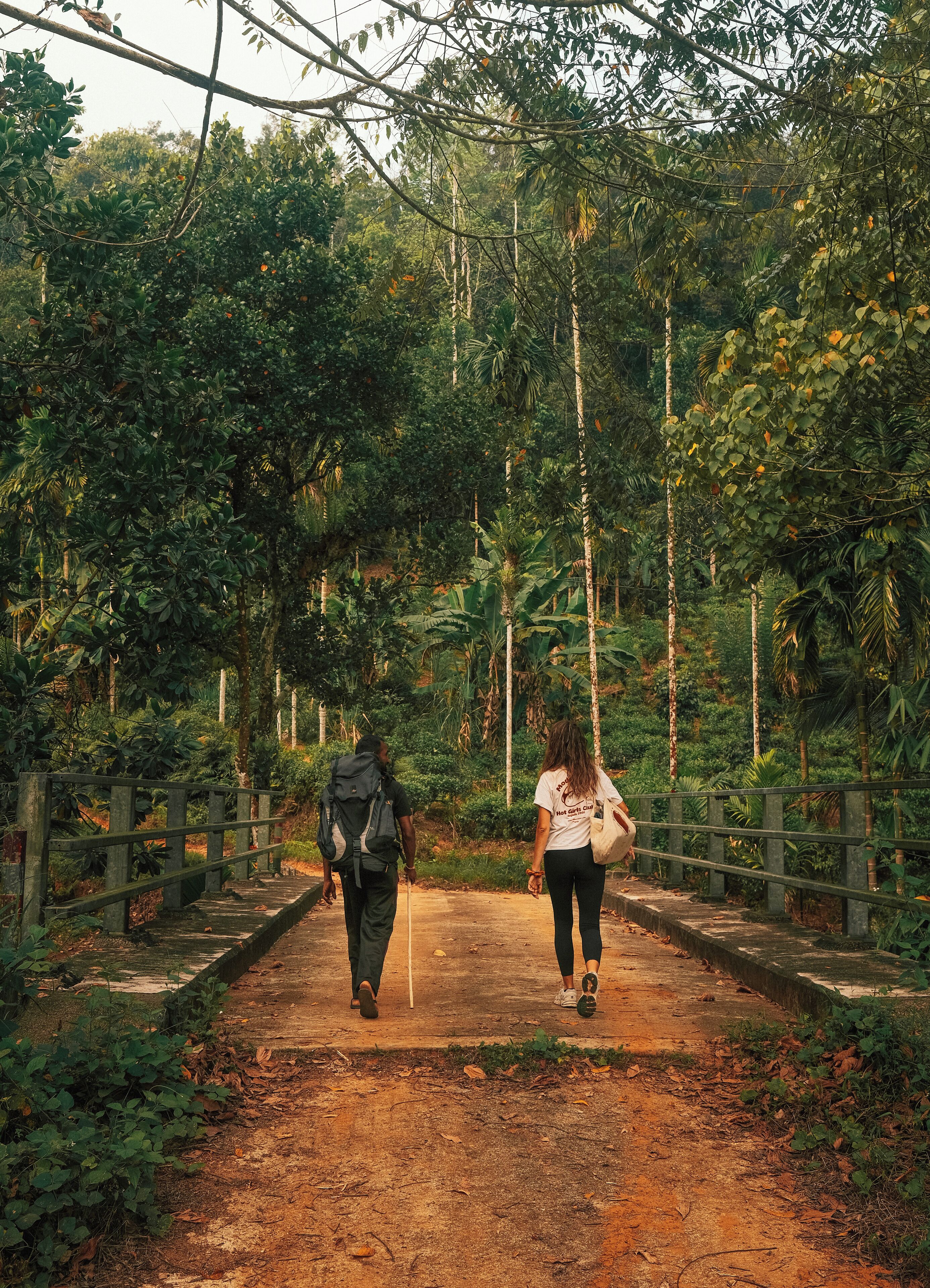 A pathway through a dense forest with a wooden fence on either side.