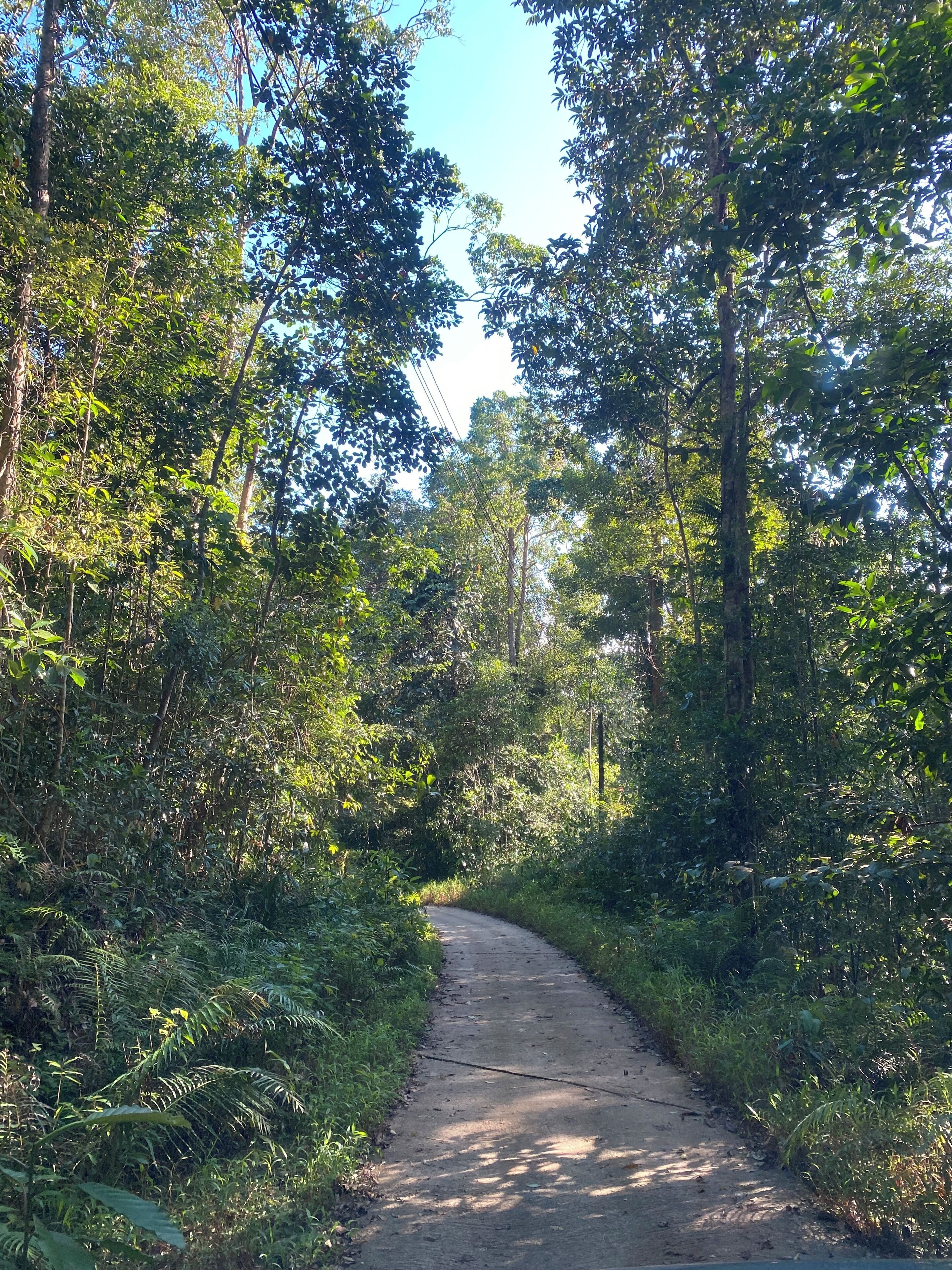 A narrow, unpaved path surrounded by dense greenery and trees.