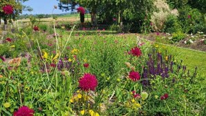 Un giardino con diversi fiori e alberi.