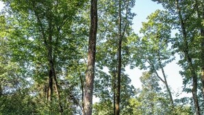 A forested area with three blue Adirondack chairs arranged around a small fire pit.