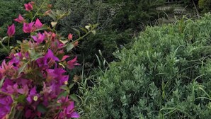 Un jardín ajardinado con setos cuidados y vista a un edificio al fondo.