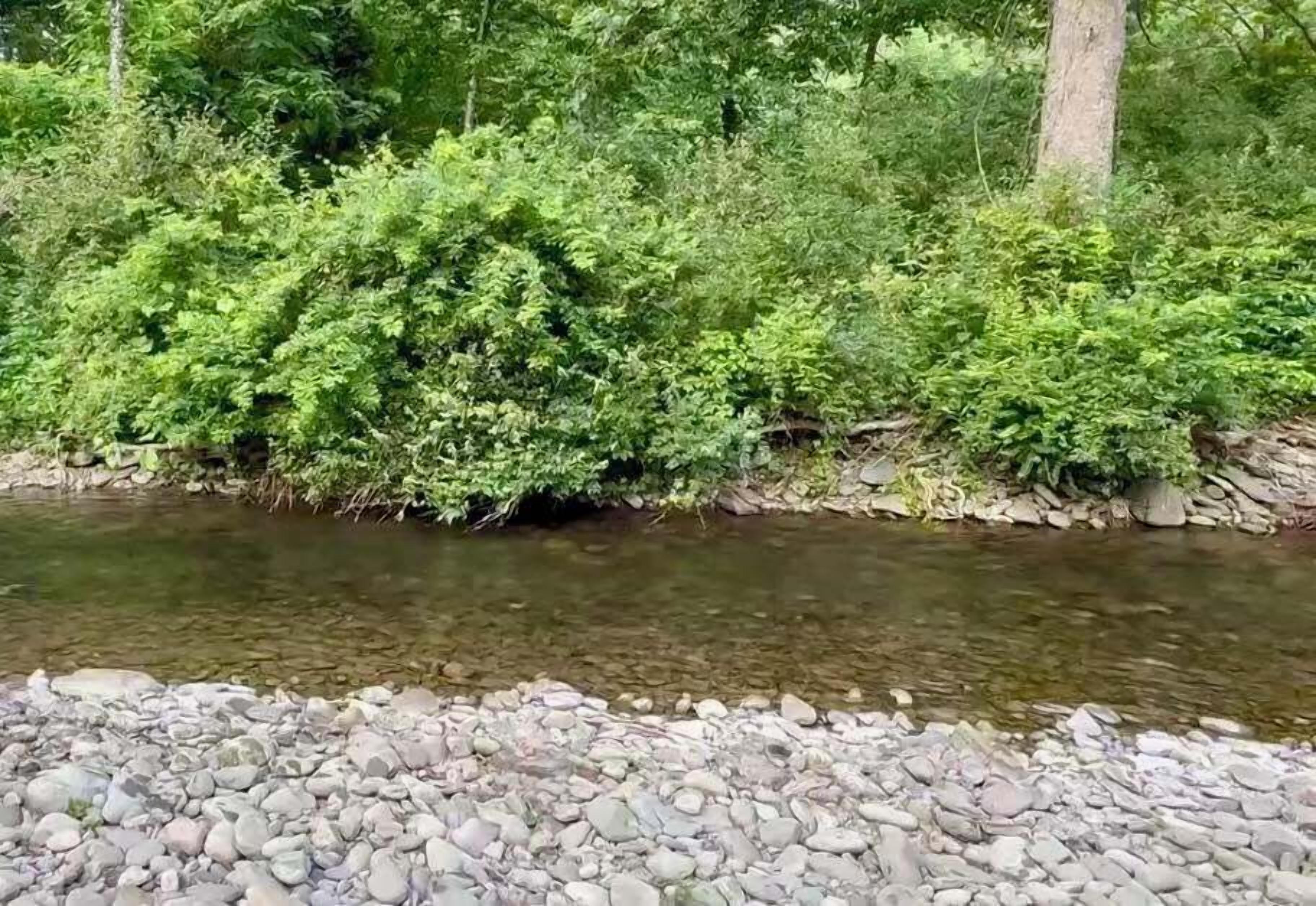 A river with clear water, surrounded by rocks and dense green foliage.
