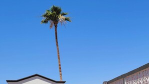 A building with a sign reading "Super 8 by Wyndham" and a palm tree in the background. - Super 8 By Wyndham El Centro North (El Centro)