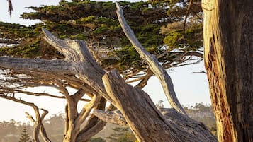 A large, weathered tree trunk on a sandy beach with a clear sky in the background.