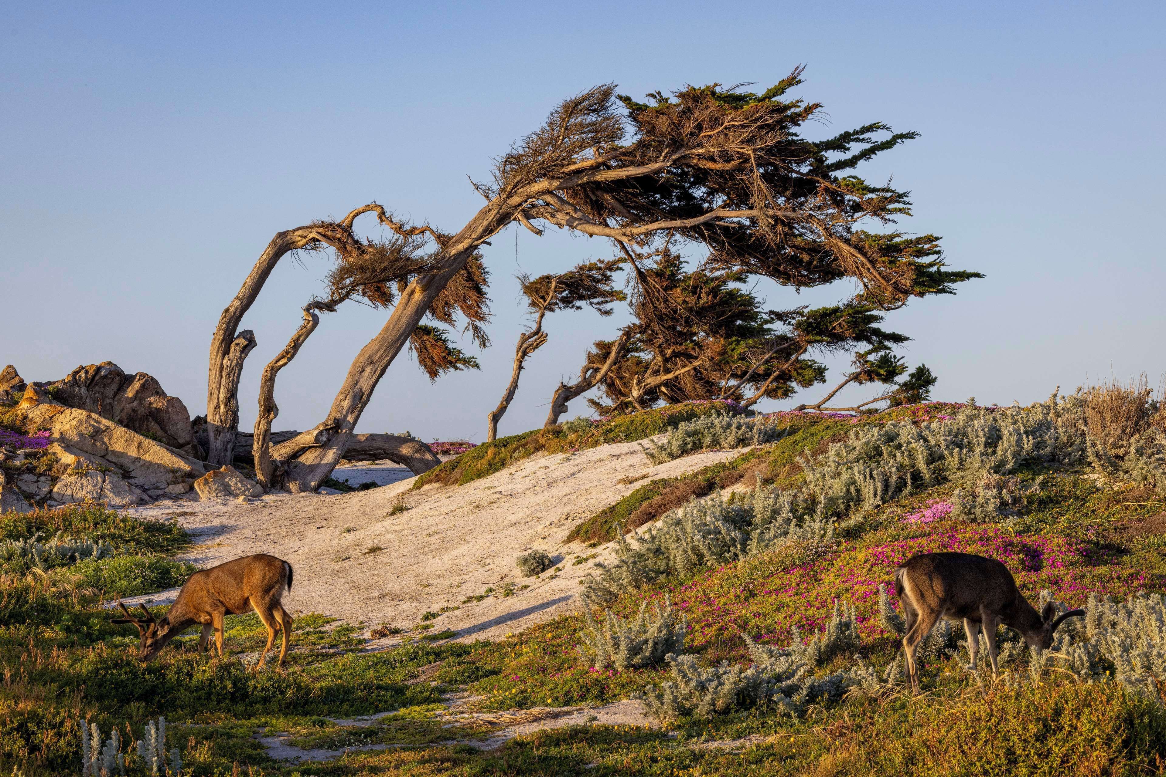 A natural landscape with a deer grazing, a twisted tree, and a rocky hillside.