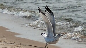 Eine Möwe an einem sandigen Strand mit Wellen im Hintergrund.