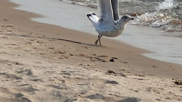 Toallas de playa