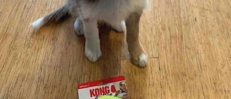 Animaux de compagnie acceptés